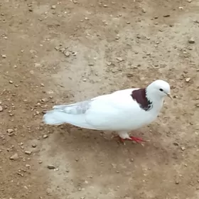 kepderi