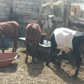 öküzçe tüwe öküz göle