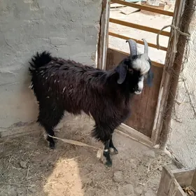Козлик, Teke çebiş 
