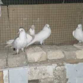 kepderi