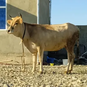 SYGYR