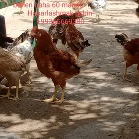 Horazlar