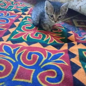 pişik