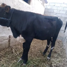 ÖKÜZ