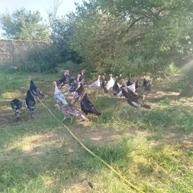 Induk 6 aýlyk