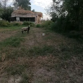 Goc