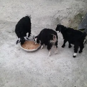 çebiş