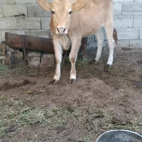 göle