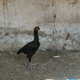 touwk taśkent