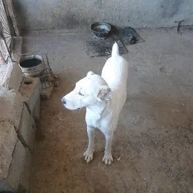 Alabay Kopek