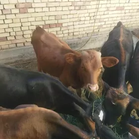 göle
