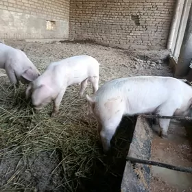 donuz