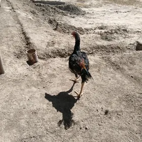 horaz