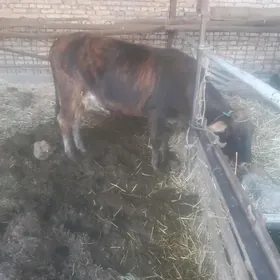 saglyk mal