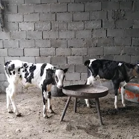 Galşdeyin ala gole