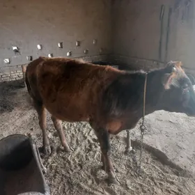 Gysyr Gulajyn