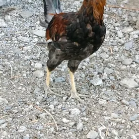 Horoz