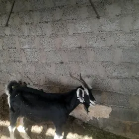 geçi