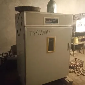 towuk ketek