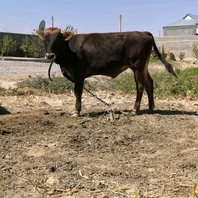 Ökuz