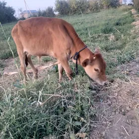 öküzçe göle