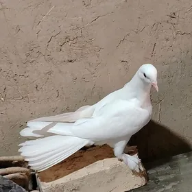 Kepderi
