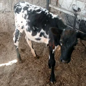 göle