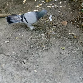 kepderı