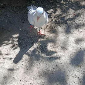 kepderı