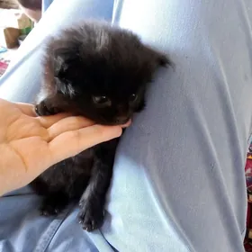 котёнок
