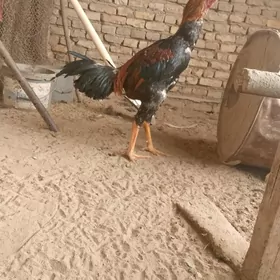 GUSLAR
