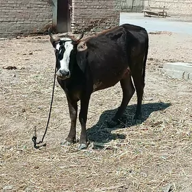 Yaş Sygyr