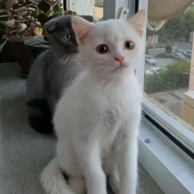 котята