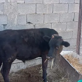 Göle