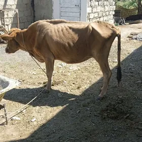 bogazsygur
