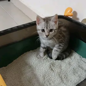 Bengal pisik
