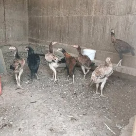 Taşkent