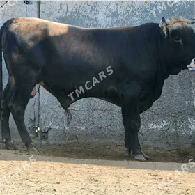uli okuz 6 sani