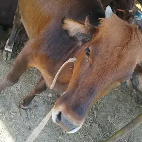 Gulajyn gole