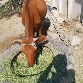 sygyr