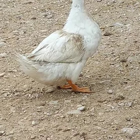 órdek gak gak