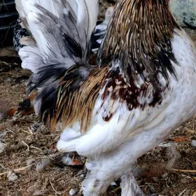 Karlik