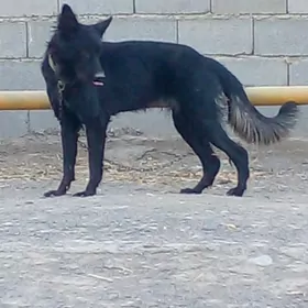 авчарка  немис