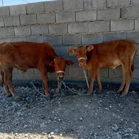 okuzçe