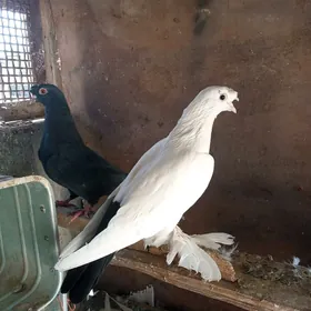 Kepderi