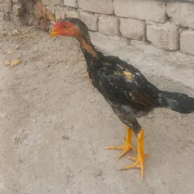 узбек