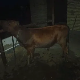 ÖKÜZ