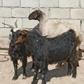Geçi