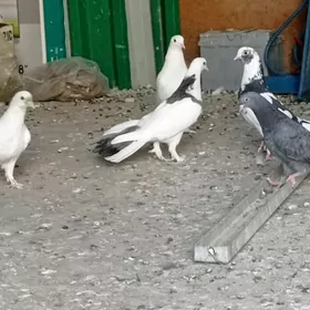 kepderi