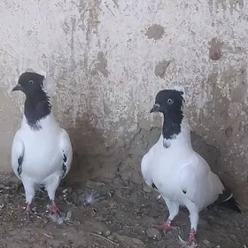 kepderi